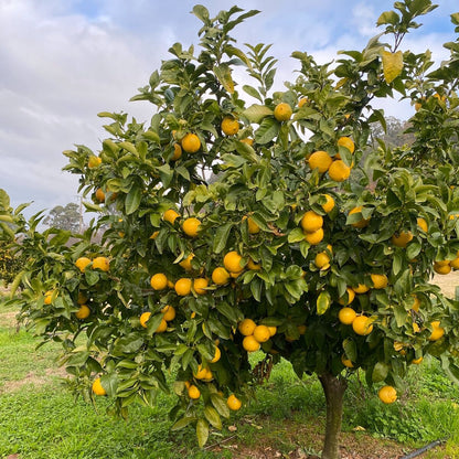 Citrus Bergamot Capsules